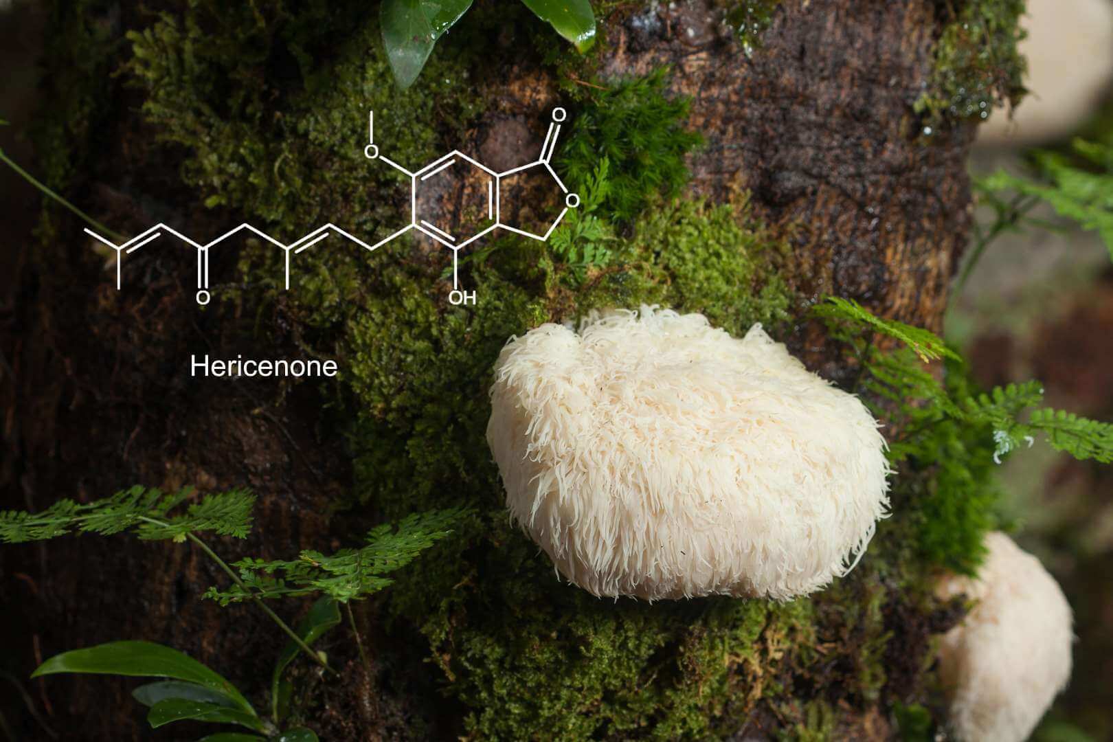 Lion‘s Mane for your Brain?
